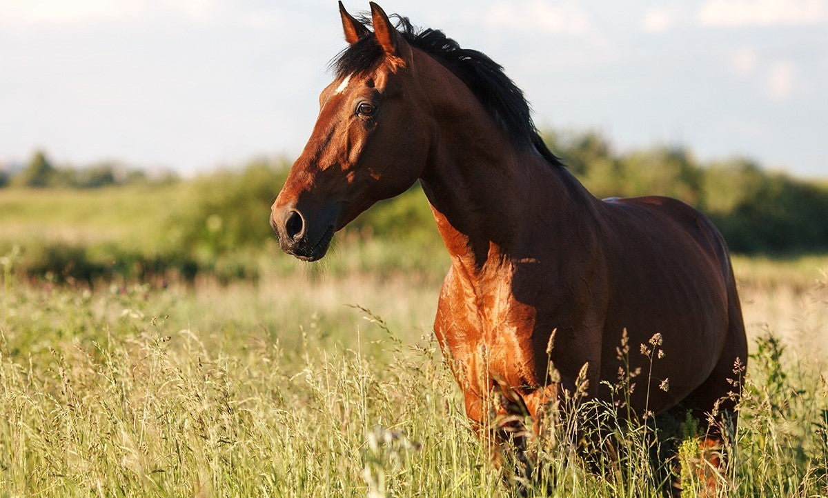 Paard - Stal en weide