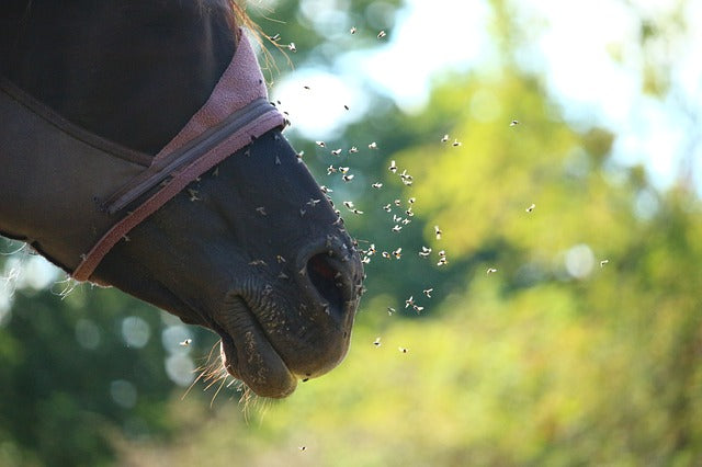 Paard - Vliegen, dazen en teken