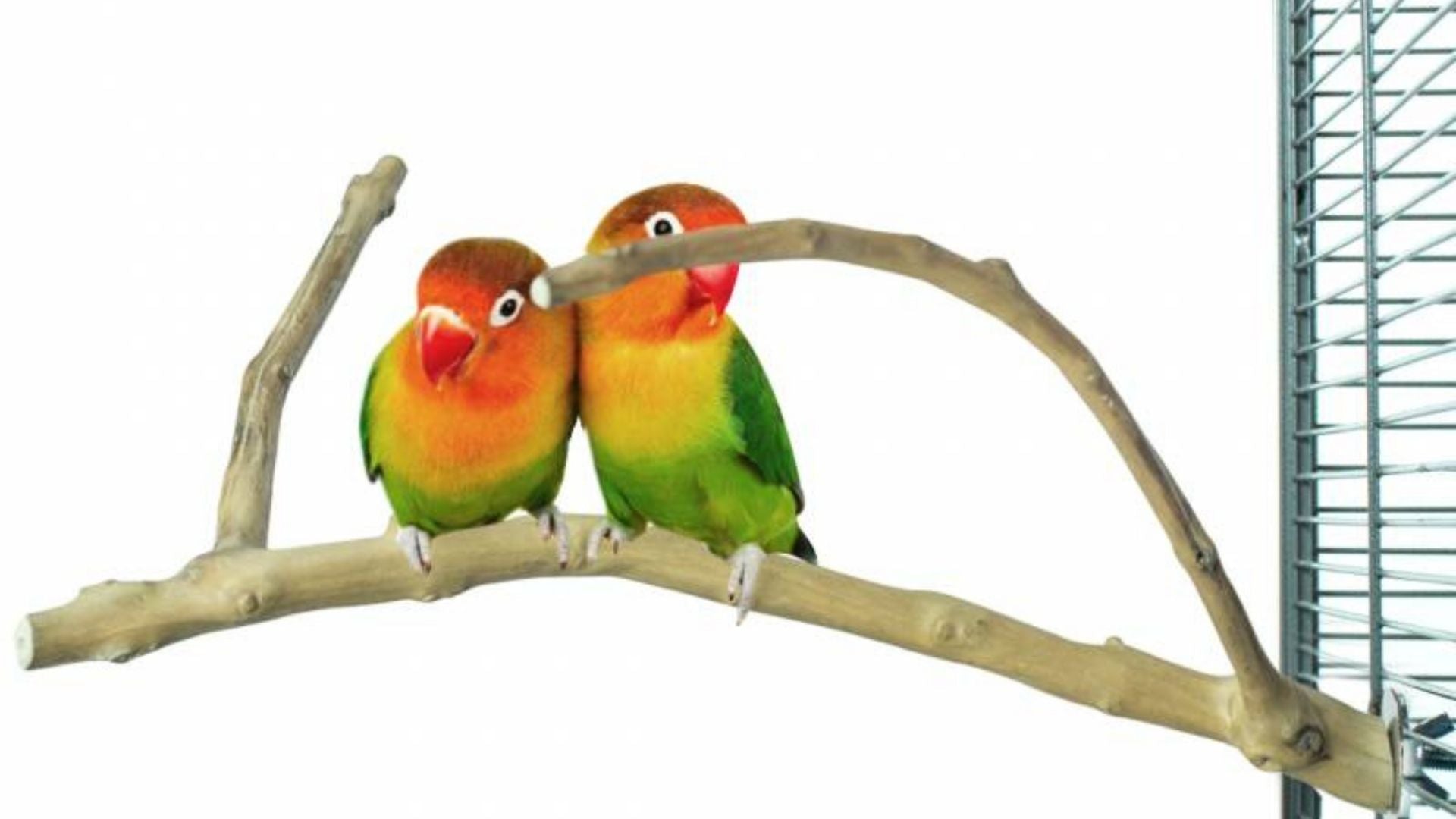 Zitstokken - Aquarif Parrots