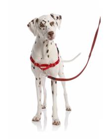 Hond - Halsband & Riemen