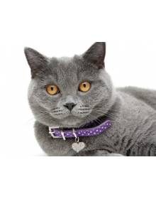 Kat - Halsbanden en tuigjes