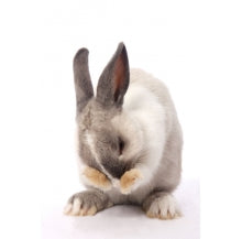 Knaagdieren - Gezondheid en verzorging