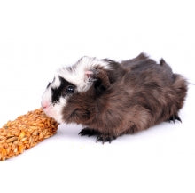 Knaagdieren - Snacks