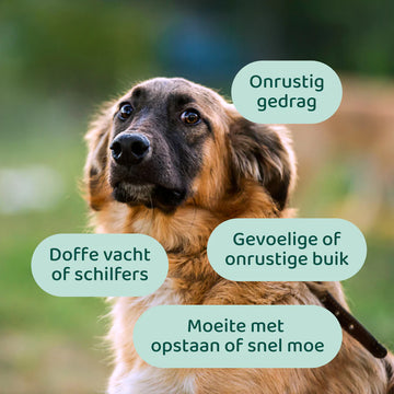 DogSuppy Hennepzaadolie - 0