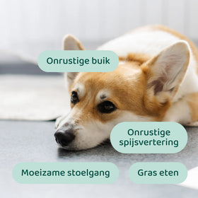 DogSuppy Probiotica Forte - 0