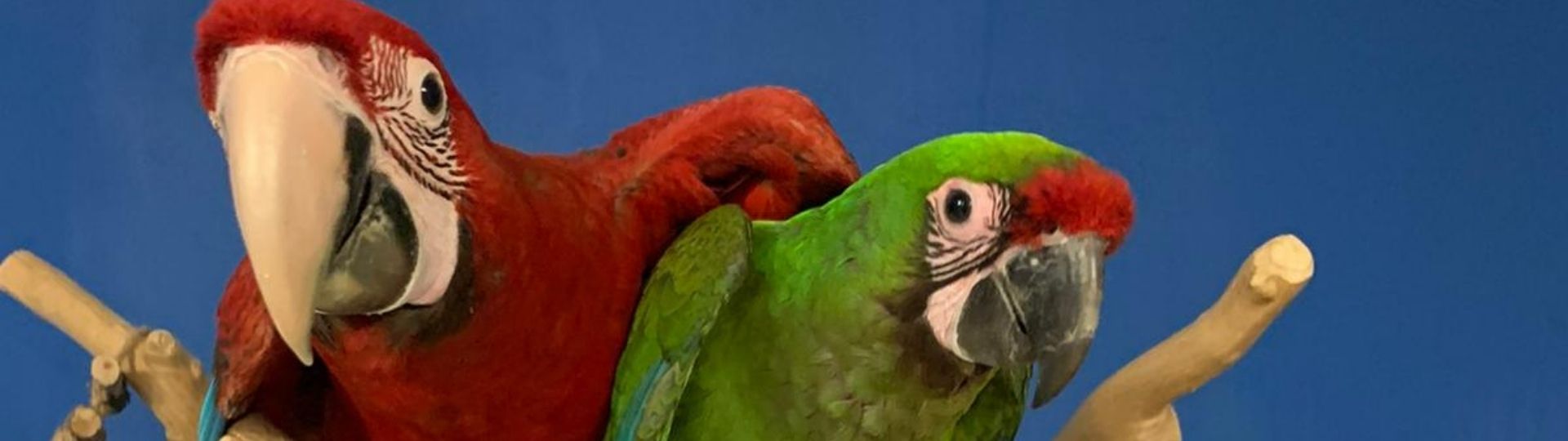 Aquarif Parrots