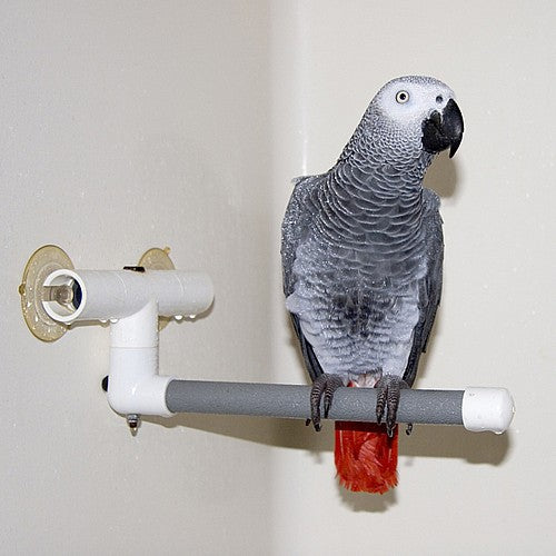 49293 Shower Fun Perch - L