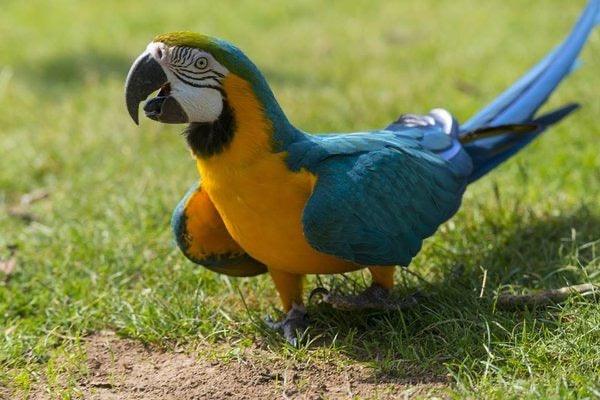 Blauwgele ara of Ara ararauna. - Aquarif Parrots