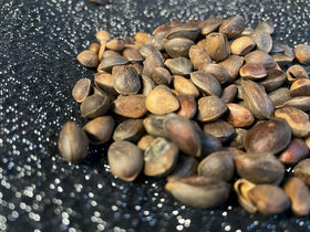 Cedernoten - Aquarif Parrots